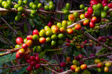 Coffee plant with seeds.