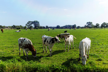Naklejka na ściany i meble Friesian cows grazing on dutch farmland during summer.