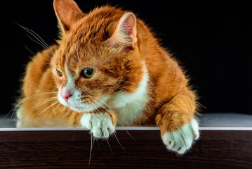 beautiful red cat on a black background