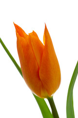 チュウーリップ