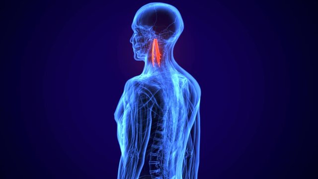3d rendered, medically accurate illustration of the longus capitis
