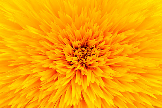 Close up sunflower petal background texture. Macro of sunflower blooming texture