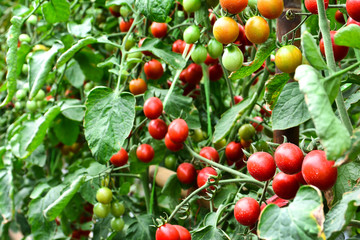 Tomatoes agriculture. Beautiful ripe and raw tomatoes with leaves in farm garden background.