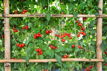 Tomatoes agriculture at farm. Beautiful red tomatoes with bamboo fence planting background