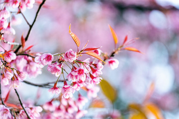 Cherry blossoms sakura full bloom in spring.