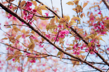 Cherry blossoms with sky.