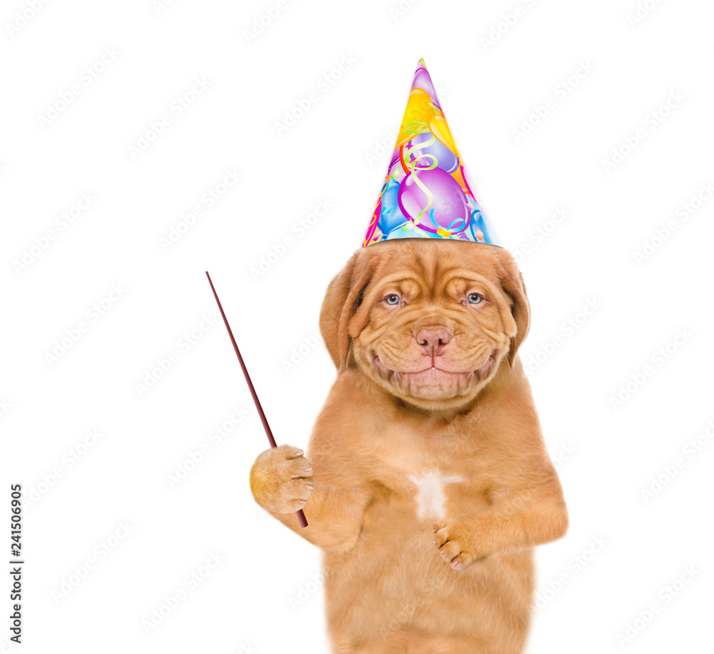 Poster puppy in birthday hat holding a pointing stick. isolated on white background