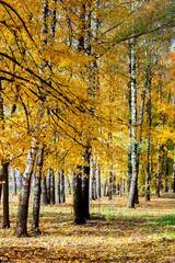 Fototapeta premium Birches in autumn park covered with yellow leaves. Leaves of trees in the sunlight.