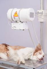 Puppy  dog receiving an x-ray at a veterinary clinic