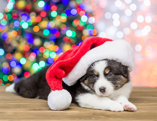 Australian shepherd puppy in red santa hat sitting with Christmas tree on background