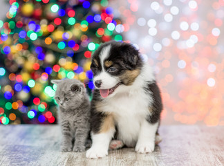 Fototapeta na wymiar Australian shepherd puppy and baby kitten sitting together with Christmas tree on background