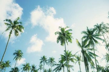 Obraz premium Coconut tree with blue sky.
