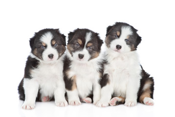 Group of a Australian Shepherd puppies looking at camera.  Isolated on white background