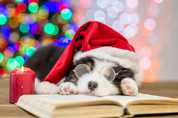 Fototapeta na wymiar Australian shepherd puppy in red santa hat and eyeglasses sleeping on the book with Christmas tree on background