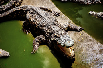 Crocodile are mouth is open in farm.