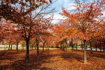 Naklejka premium 단풍