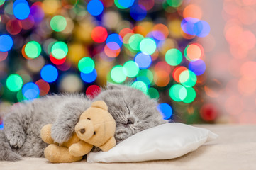 Baby kitten sleeping with toy bear with Christmas tree on background. Empty space for text