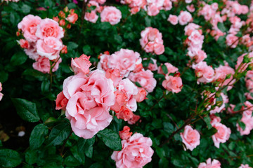Close-up of pink rose with rain drops over green leaves