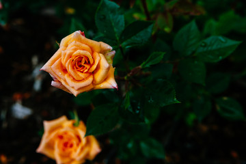 Close-up of orange roses with rain drops on background of blurred dark green leaves