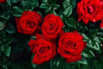Obraz premium Close-up of red roses with rain drops on background of blurred dark green leaves