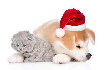 Fototapeta na wymiar Akita inu puppy in red christmas hat embracing baby kitten. isolated on white background