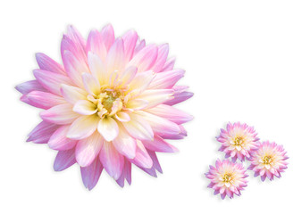 Obraz premium Dahlia flower , beautiful flower isolate on white background
