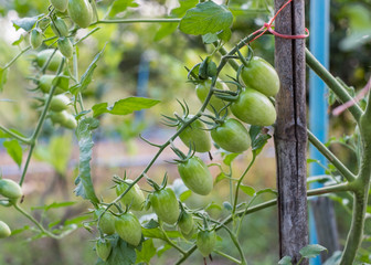 Close-up unripe green Cherry Tomato hanging on branch