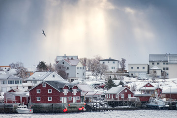 Golden sunlight over scandinavian village with bird flying