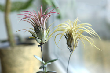 Obraz premium Air plant, Tillandsia ionantha, houseplant succulent no pot on windowsill. Tillandsias are low-maintenance plants that require no soil, just plenty of water, sunlight, and airflow.