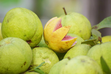 guava fruit