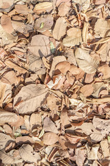 Dry leaves fall on the ground