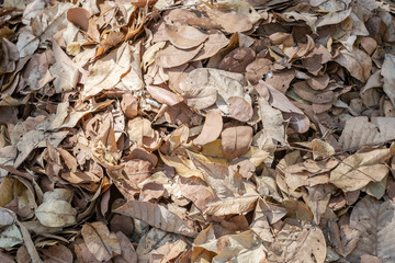Dry leaves fall on the ground