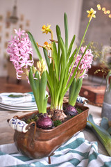 Spring flowers pink hyacinths and yellow daffodils on the table.