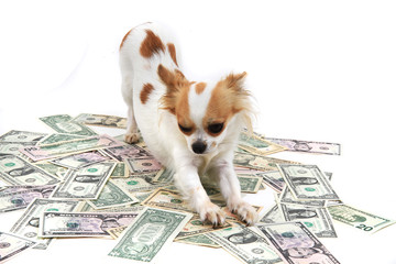 chihuahua dog and dollar banknotes isolated