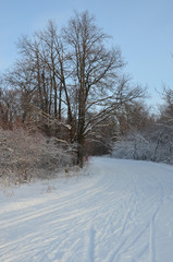 лыжные прогулки по зимнему лесу