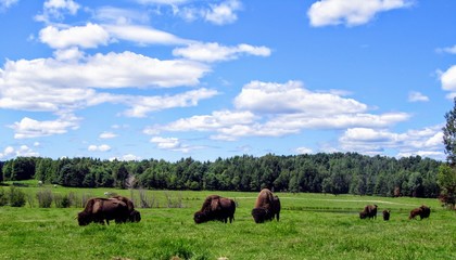 A herd of buffalo graze on a beautiful summer day with blue sky in a green field, visible to those...