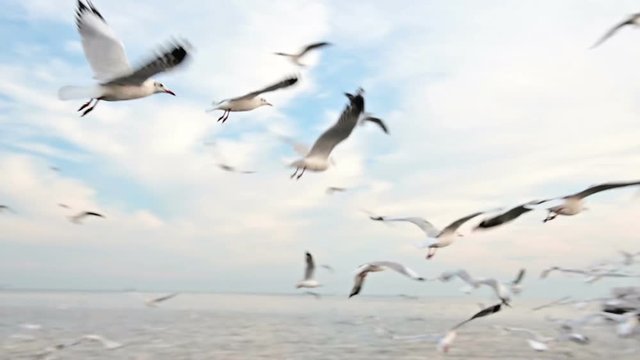 Slow motion of seagull flying very close to camera