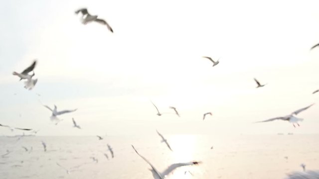 Slow motion of seagull flying very close to camera with sunset background
