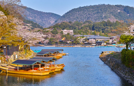 京都嵐山、春の桜咲く桂川と屋形船


