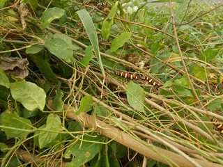 worm larva red yellow brown colorfur animal in the nature