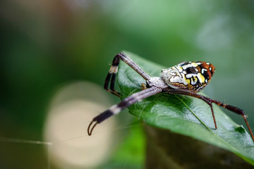 close up macro spider on leaf