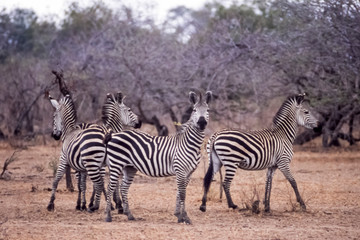 Fototapeta na wymiar Plains Zebra (Equus burchellii, Selous Game Reserve, Morogoro, Tanzania, Africa