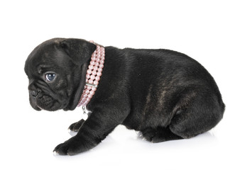 puppy french bulldog