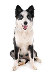 yakutian laika in studio