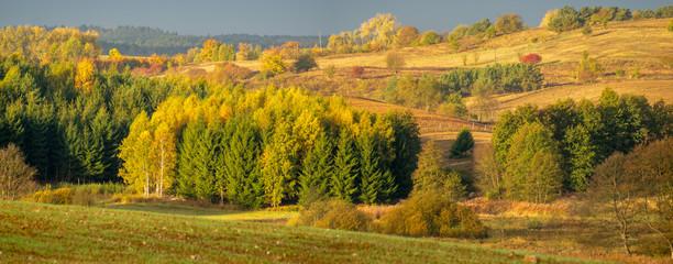 panoramic autumn landscape.The field, meadow and trees in autumn colors.