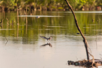 Whiskered Tern birds at a mangrove forest hunting fish and crabs a tranquil bird watching scene