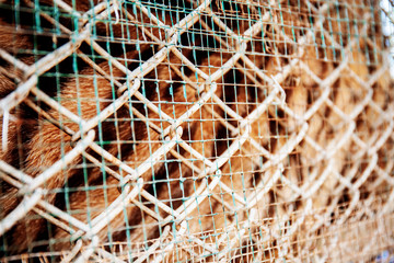 Texture of tiger in farm.