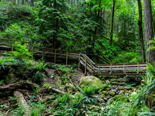 Hiking Path trough green Forest of in Early Spring.