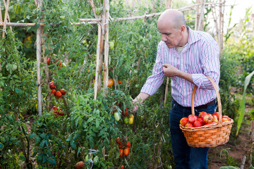 Man harvesting tomatoes