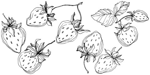 Vector Strawberry fruits. Black and white engraved ink art. Isolated strawberry illustration element.